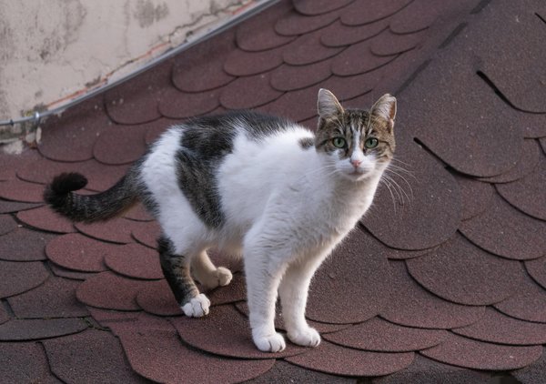 What are the benefits of using cast iron cookware?